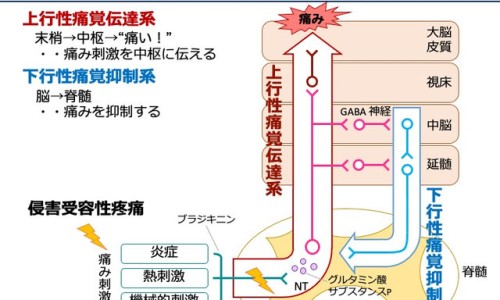 医学影像技术和医学影像学区别在哪-【医学影像和医学影像技术的区别和联系】医学影像技术和医学影像学区别在哪 - 医学影像和医学影像技术的区别网